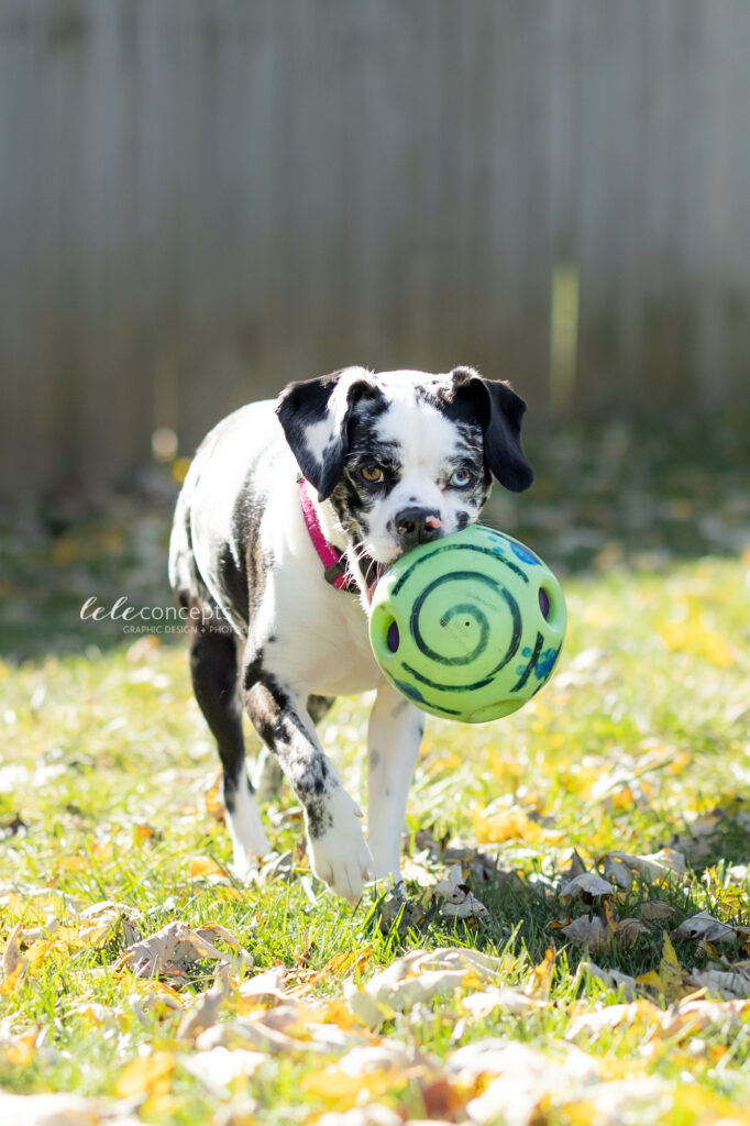 dog pet frankie ball