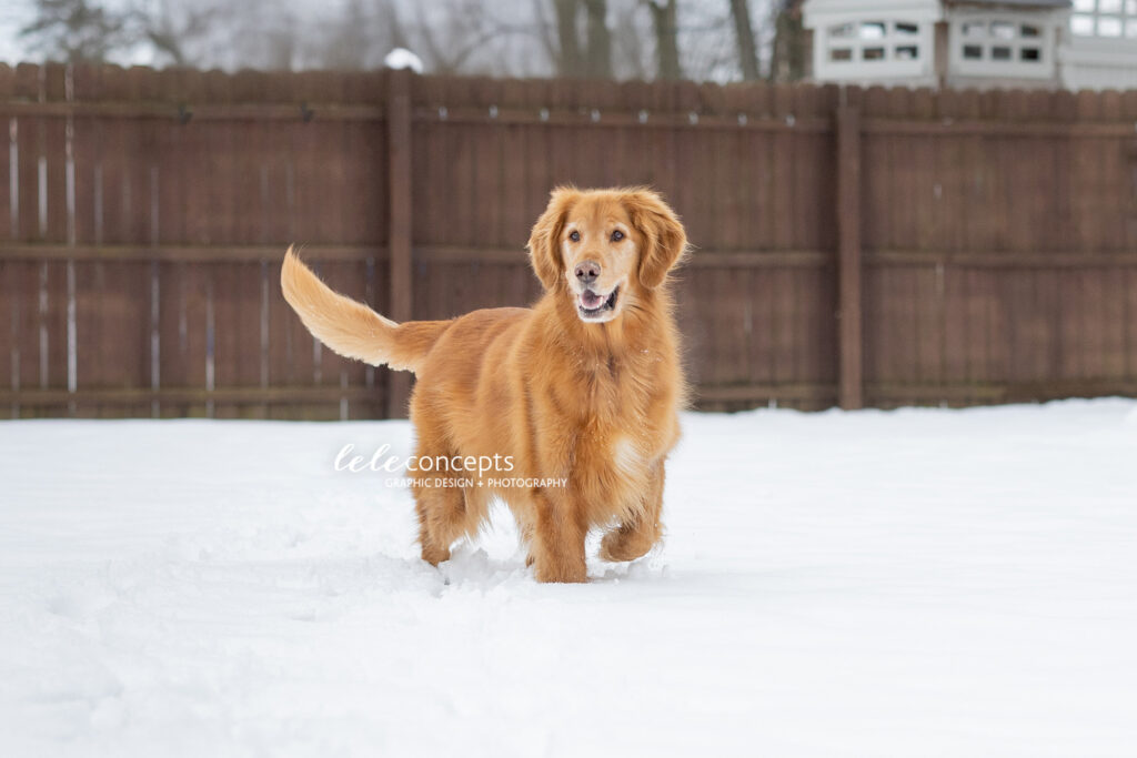 Riggy Dog Pet snow